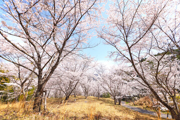 苗木さくら公園の桜-中津川市