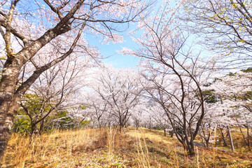 Obraz premium 苗木さくら公園の桜-中津川市