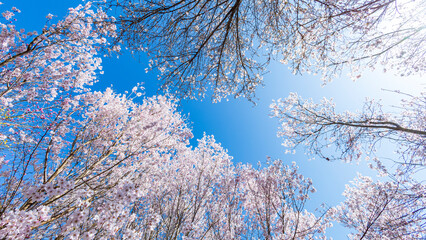 桜の花と青空　花見山公園　福島