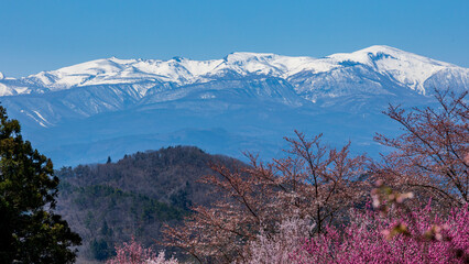 春の花と雪山　花見山公園