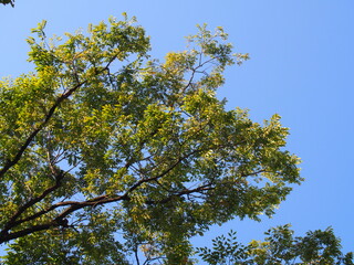 木と空