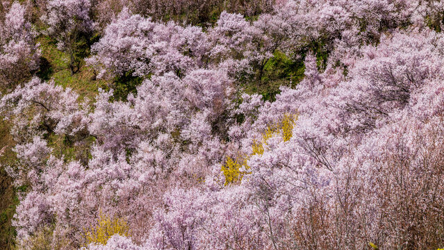 満開の桜　絶景　花見山公園　福島県