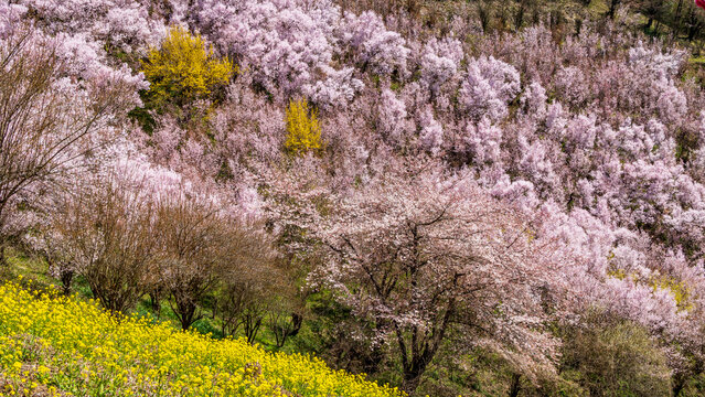 福島の絶景　花見山　桜と菜の花