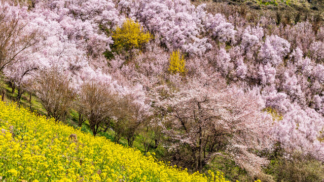 桜と菜の花　福島　花見山　絶景