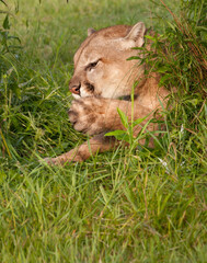 Adult mountain lion licking its paws