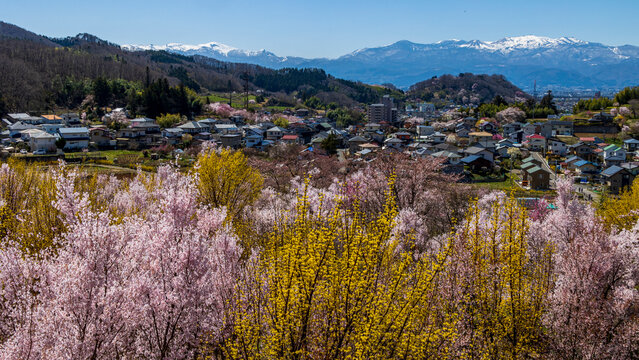 桜と連翹と雪山　花見山からの眺め　福島