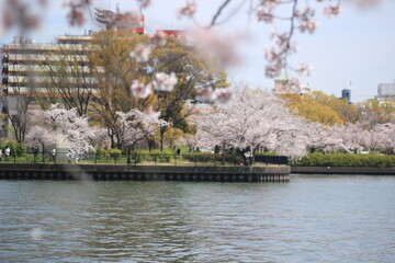 Obraz premium 桜