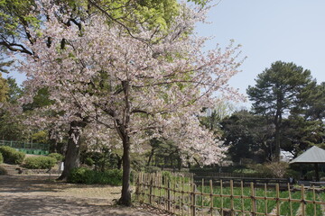 Fototapeta premium 桜の花咲く春の景色