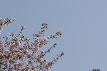 桜の花咲く春の景色