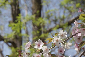 桜の花咲く春の景色