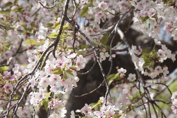 桜の花咲く春の景色