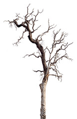 Fototapeta premium Dead tree with dry branch isolated on white background.