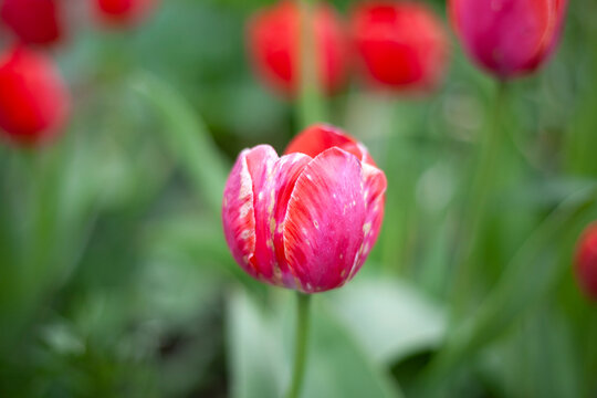 Red flower in garden. Flowers in summer. Tulips are red.