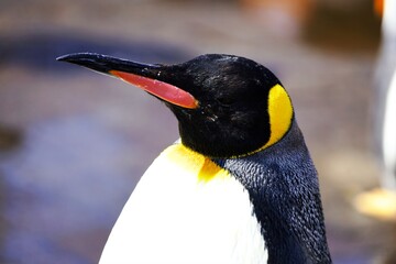 可愛いペンギン