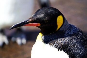 可愛いペンギン