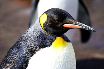 可愛いペンギン