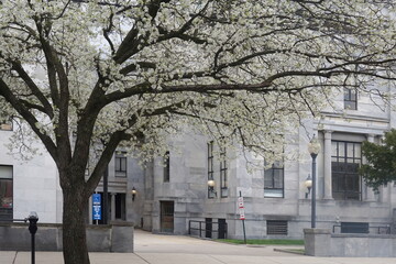 Cherry Blossoms on Tree in front of Marble Building