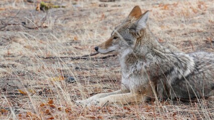 Wild furry wolf, gray coyote or grey coywolf, autumn forest glade, Yosemite national park wildlife, California fauna, USA. Portrait of hybrid dog like animal lying down on grass. Face, head and eyes.