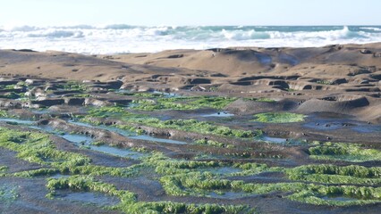 Eroded rock formation, tide pool in La Jolla, California coast, USA. Littoral intertidal zone erosion, unusual relief shape of tidepool. Water in cavity, hollows and holes on stone surface, low tide.