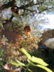 spider on a tree