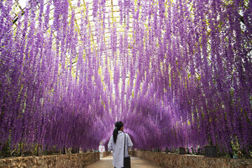 girl in corridor tunnel decorated with purple wisteria flowers