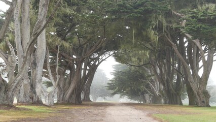 Coniferous cypress pines in fog, misty mysterious forest, woodland or grove. Row of trees in foggy rainy weather, calm haze in Monterey, California USA. Lace lichen moss hanging. Tunnel corridor path.