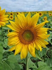 Fototapeta premium Sunflower field close up