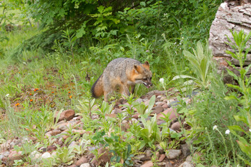 Adult Grey Fox  exploring near her den