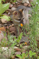 Baby Grey Fox Exploring