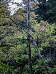 Fototapeta premium 春の京都山科 昆沙門堂を散策