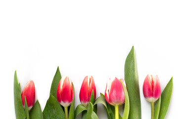 Beautiful pink tulips laid out in a row on a white background