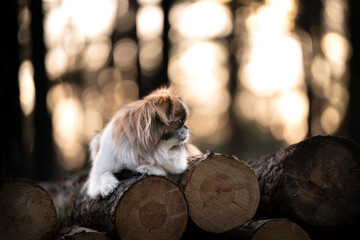 Pies rasy pekińczyk leży na ściętych piach drzew - obrazy, fototapety, plakaty