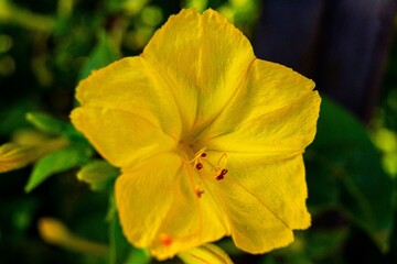 Obraz na płótnie Canvas Flor amarilla