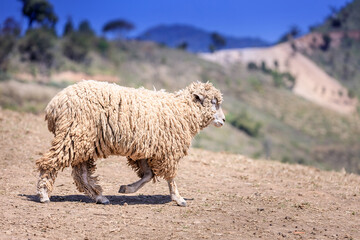 sheep herd on top of the mountain at Doichang Chiangrai Thailand