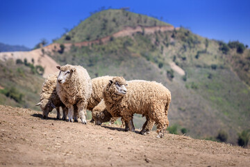sheep herd on top of the mountain at Doichang Chiangrai Thailand