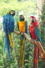 Naklejka premium Three parrots