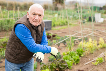 Fototapeta premium Farmer spreads hoe garden beds. High quality photo