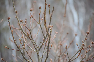 branches of a tree