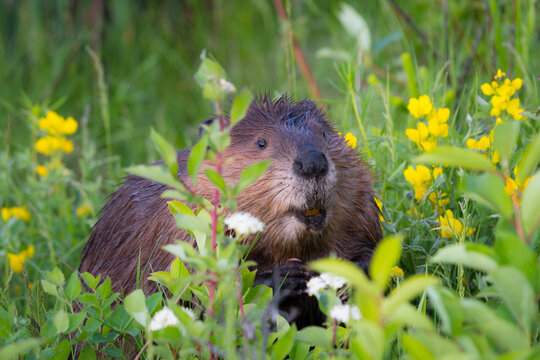 North American Beaver (Castor canadensis) close up wildlife portrait hiding in tall grass on land 
