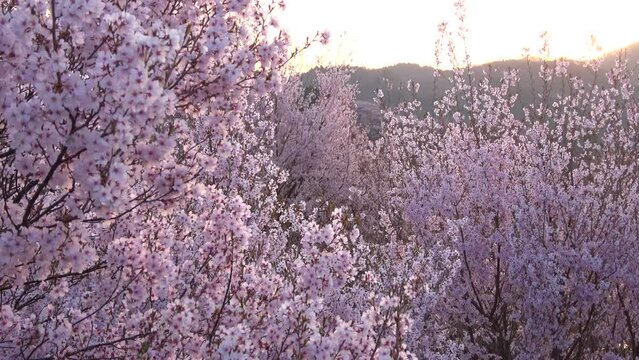 花木団地の桜（福島県・郡山市）