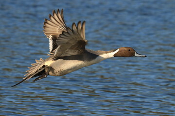 Male Northern Pintail in flight with a blue water background