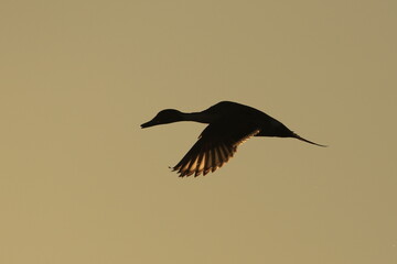 Silhouette of a Northern Pintail in flight