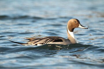 Male Northern Pintail swimming side view showing plumage detail