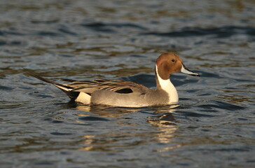 Male Northern Pintail swimming side view showing feather detail