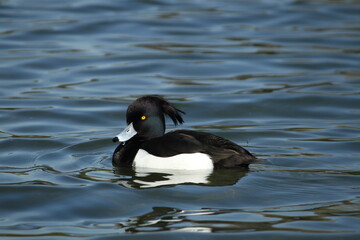 Male Tufted Duck side view swimming in water