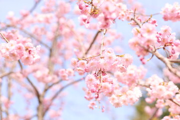 美しく咲いたシダレザクラ