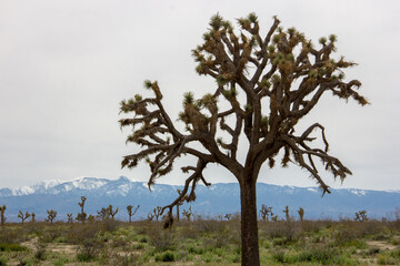 Obraz premium Desert Drives