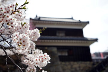 Fototapeta premium Cherry blossoms and castle