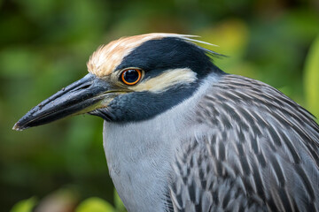 Yellow-crowned night heron