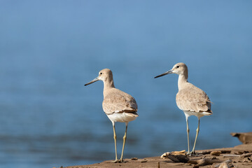 Willet